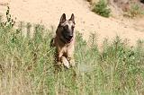 MALINOIS 202